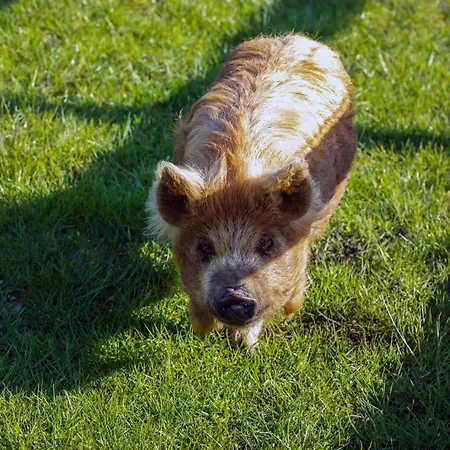 Guesthouse 招待所 马拉海德