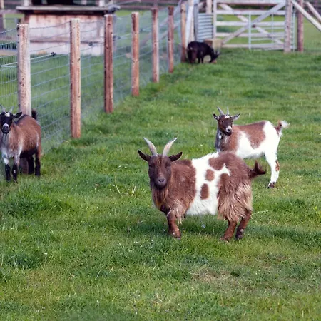 Guesthouse 马拉海德