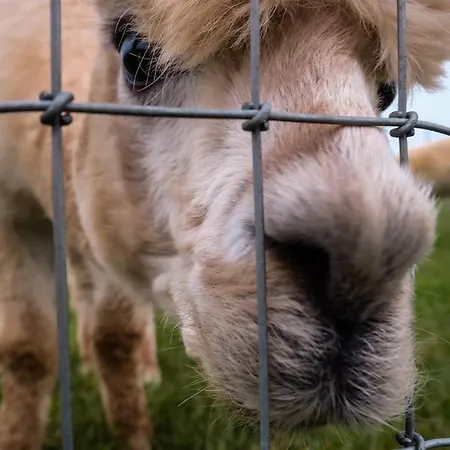 Guesthouse 马拉海德