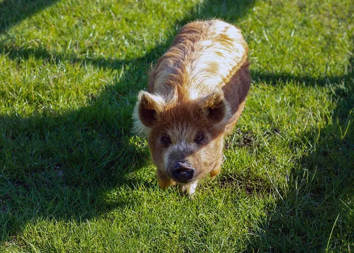 Guesthouse Gæstehus Malahide